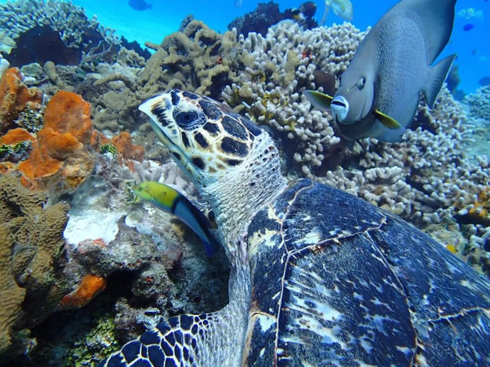 Descubre el Buceo en Cozumel