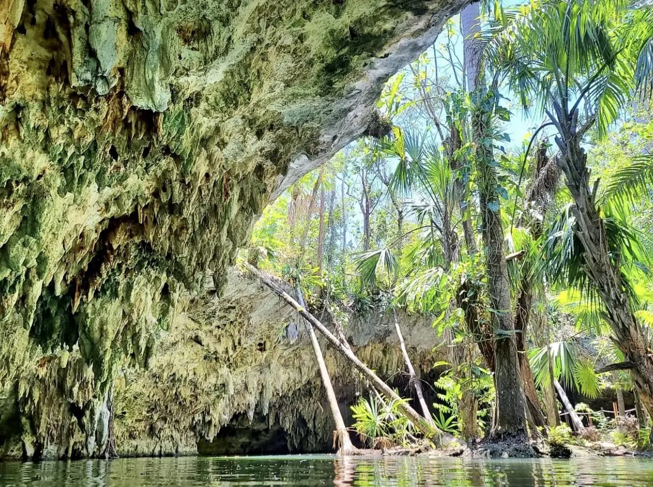 Lush jungle cenote