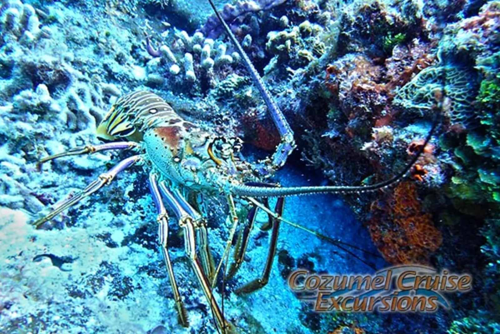 Snorkeling & Diving - Water Sports in Cozumel