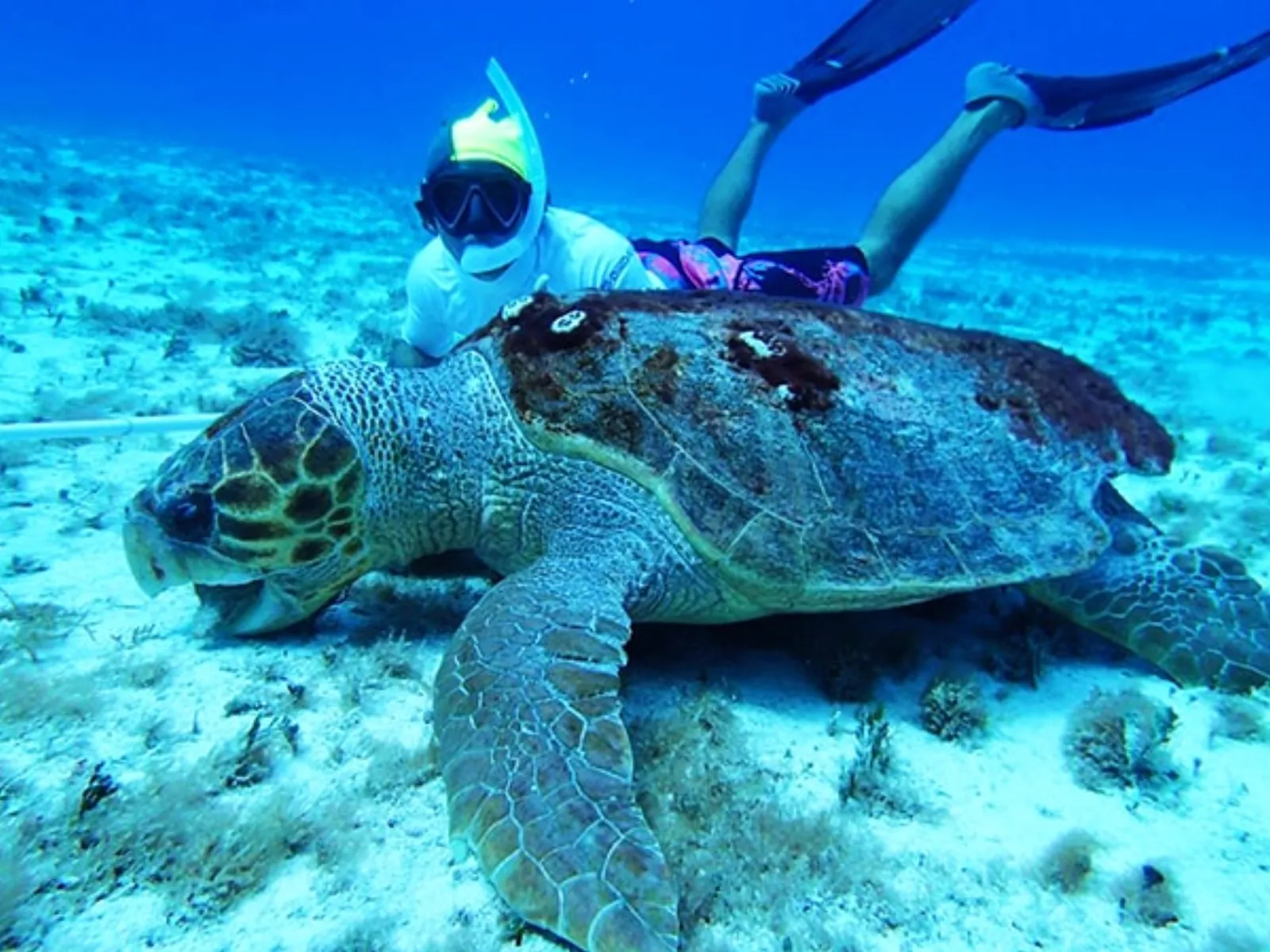 Green sea turtle swimming over coral reef in Cozumel, Mexico