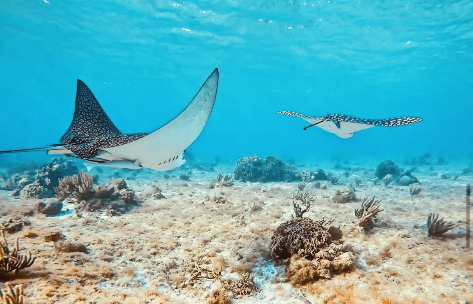 Eagle rays gliding over reef