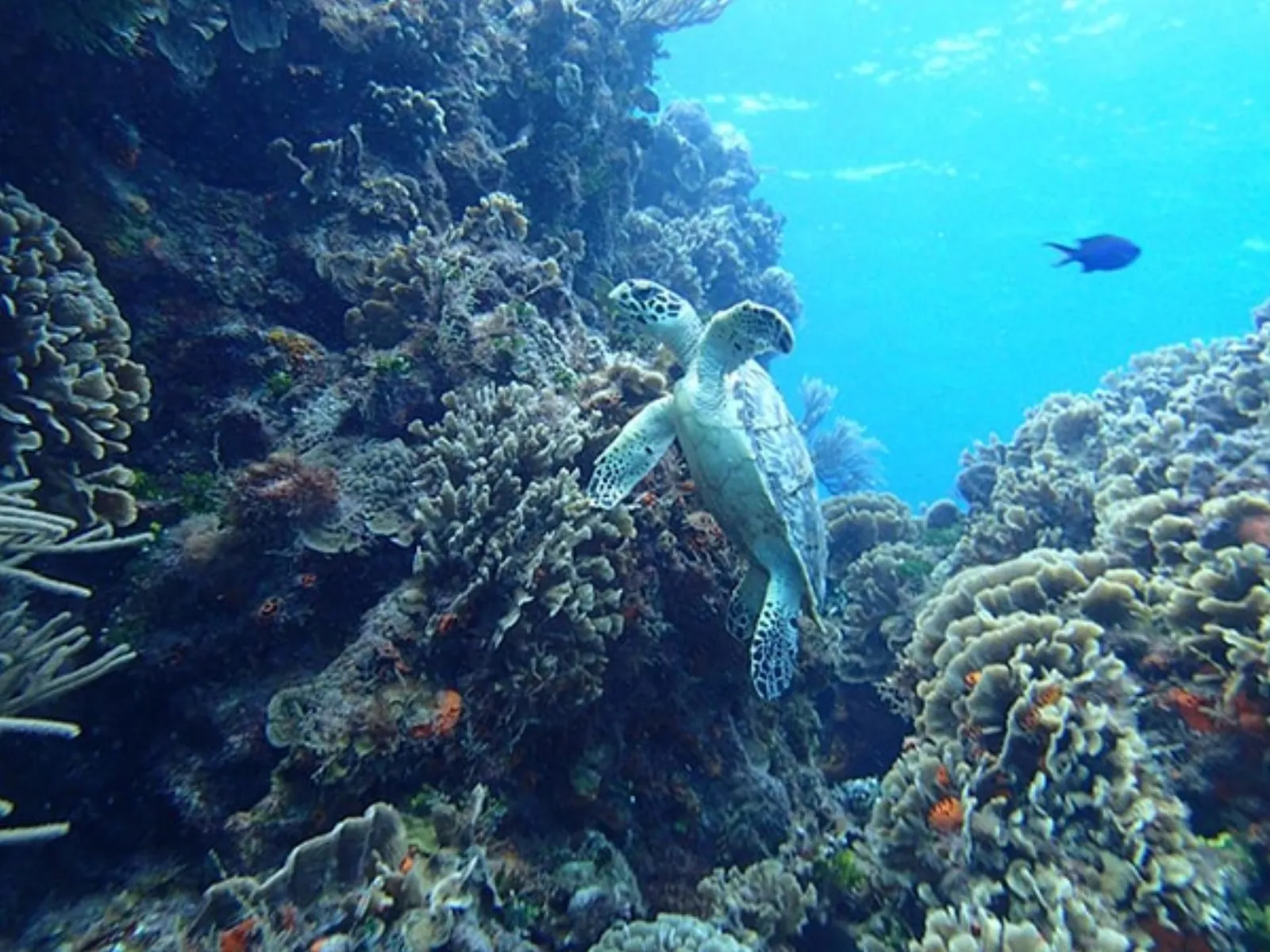 Cozumel Reef Snorkeling Experience - Photo 10