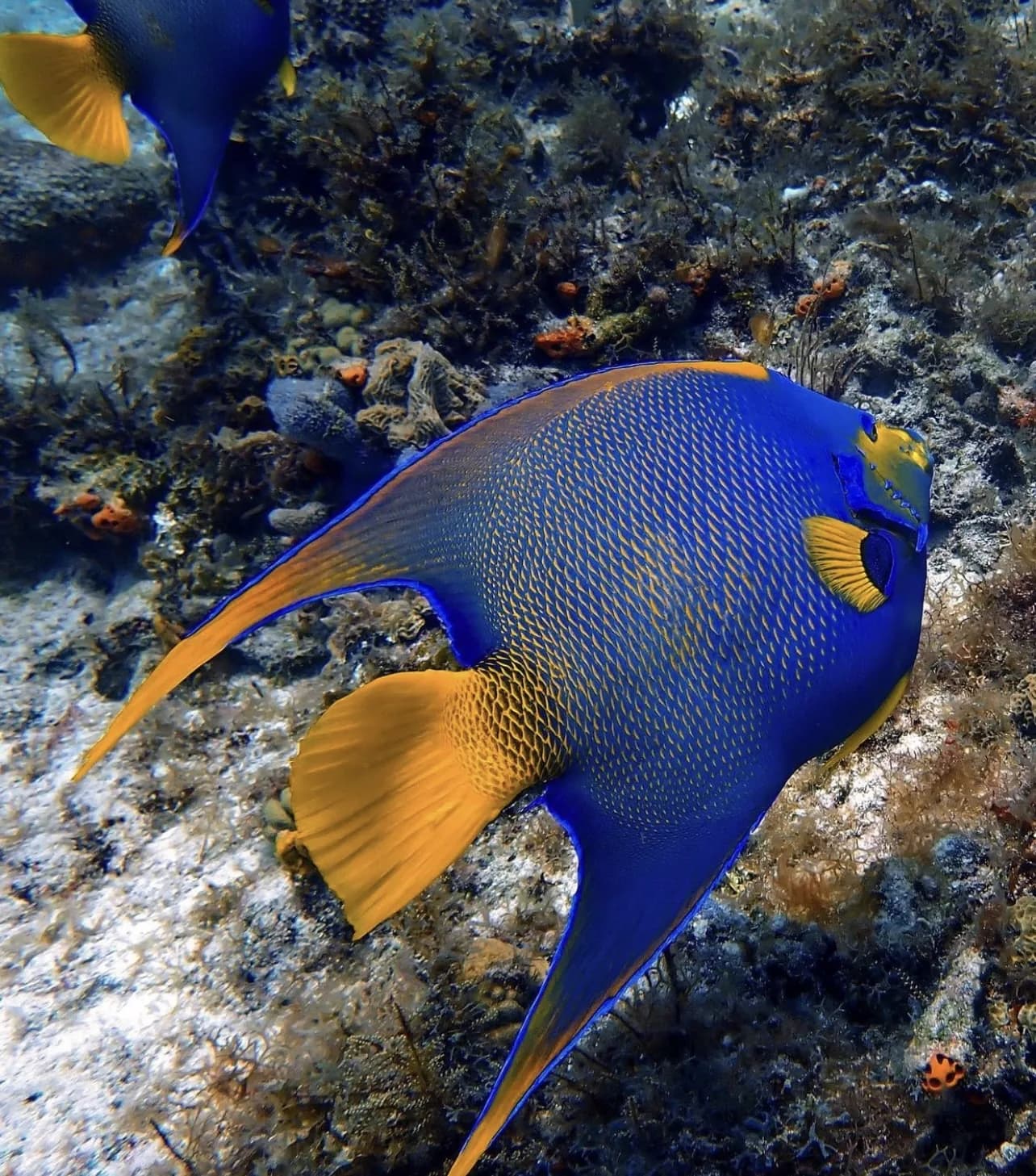 Queen angelfish