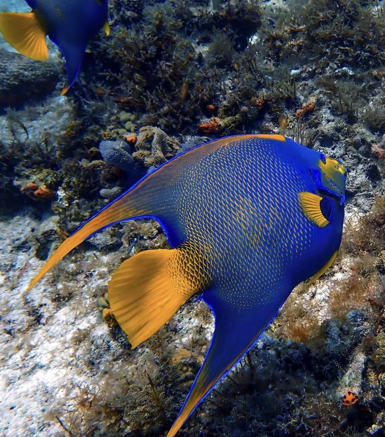 Cozumel Reef Snorkeling Experience - Photo 3