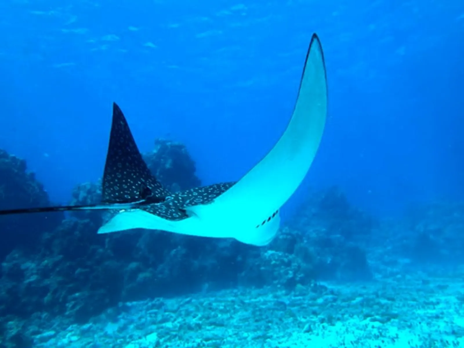 Cozumel Reef Snorkeling Experience - Photo 9