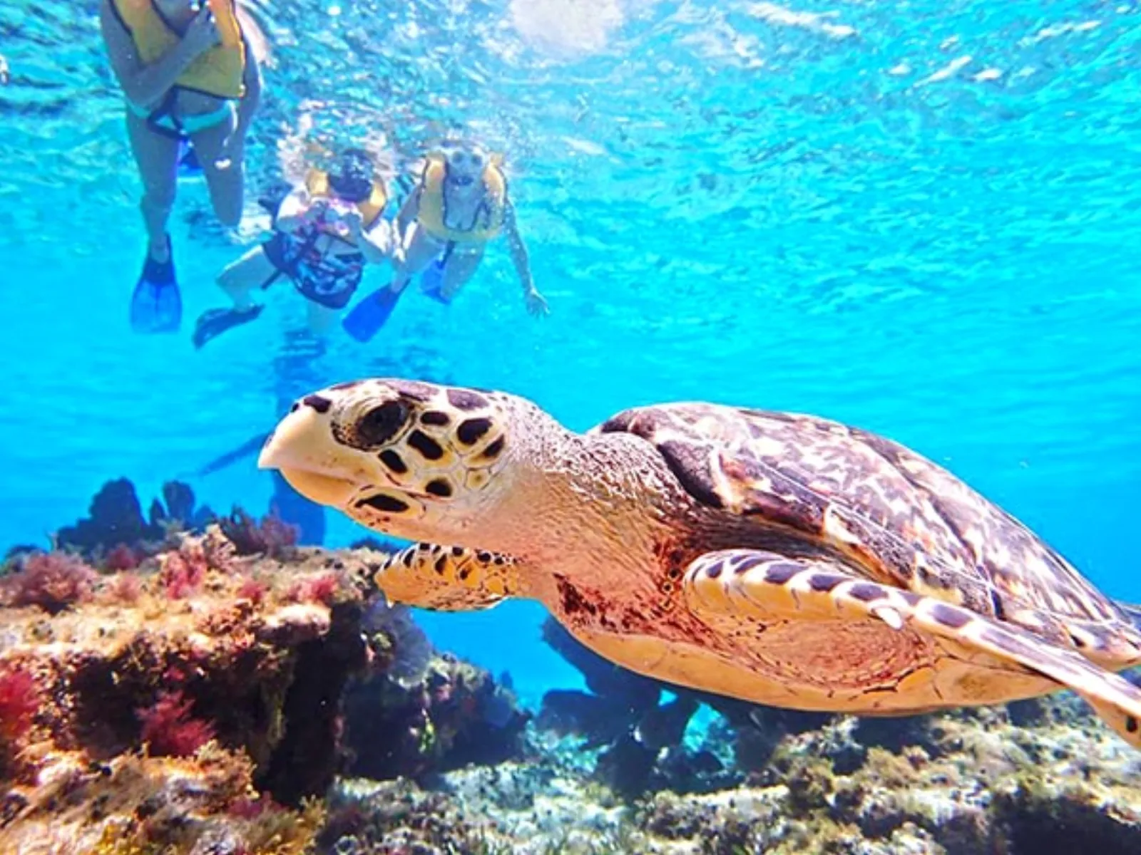 Loggerhead Sea Turtle (Caretta caretta) in Cozumel