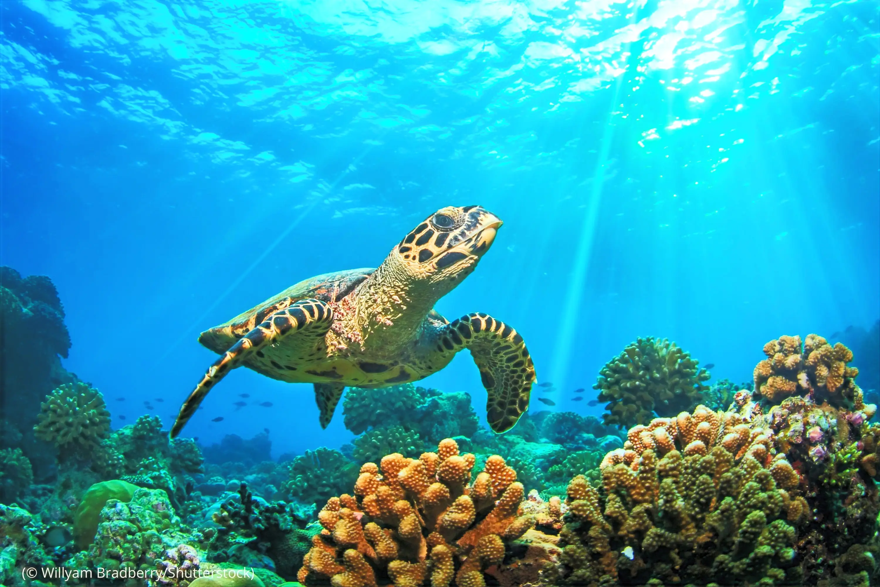 Discover Scuba Diving