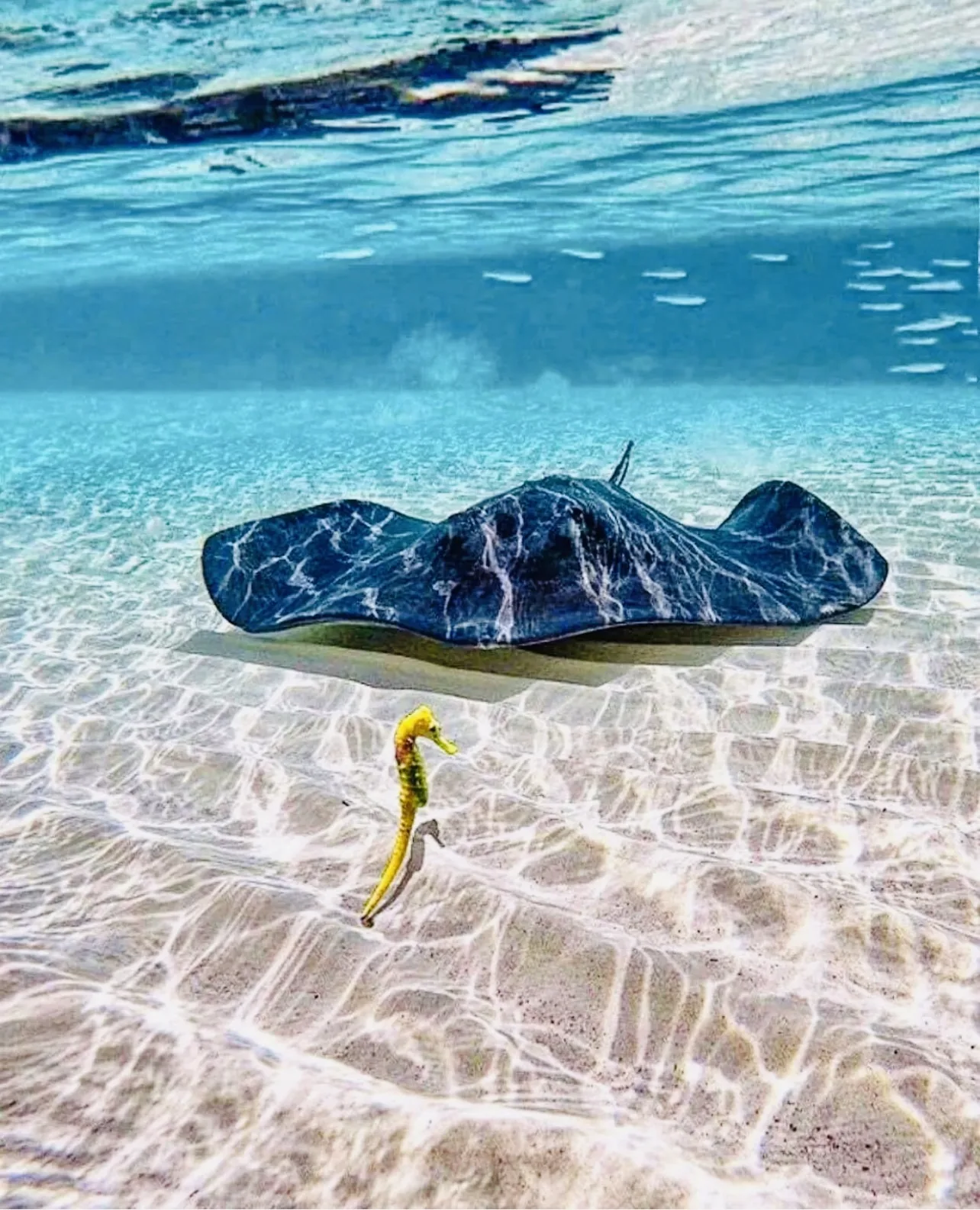 Cozumel Reef Snorkeling Experience - Photo 1