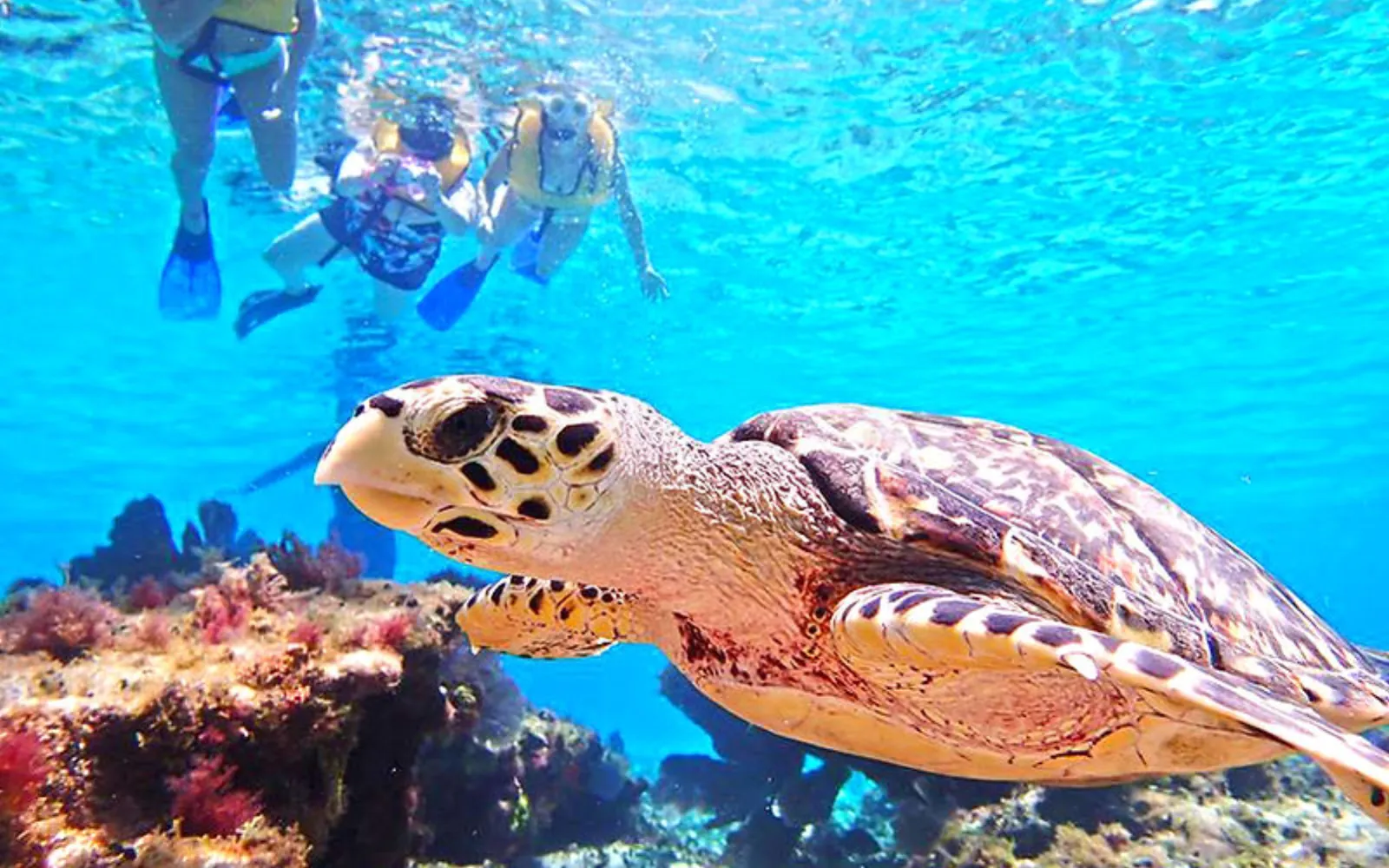Snorkel Cozumel with sea turtle